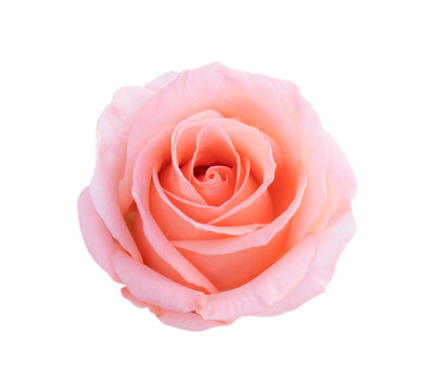 Pink rose flower isolated on white background, soft focus and clipping path.