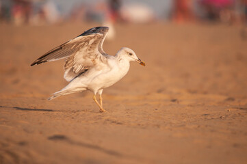 Una gaviota patiamarilla (Larus michahellis) posándose en la arena de una playa.