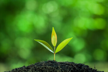 Young plant growing on black soil with green natural background