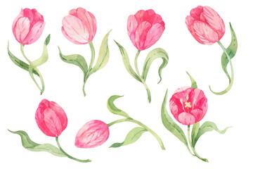 Watercolor isolated pink tulips. Isolated on white background. Spring flowers