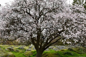 Fototapeta premium blooming cherry tree