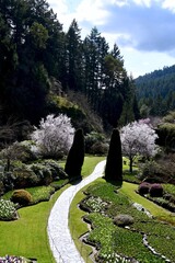 cherry blossoms in the sunken garden at butchart gardens 