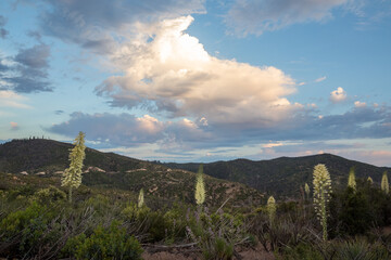 Yuccas blooming in Angeles National Forest, California