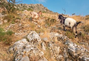 Mountain goats on a rocky hillside on a sunny afternoon,Kotor,Montenegro.