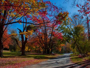 autumn trees in the park