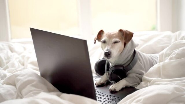 Funny small dog using laptop computer in white bed. Pet clothes  wearing hoodie. Working with music. Sound editor. Video footage. Frelancer working remotely due to quarantine restrictions. Cozy home 