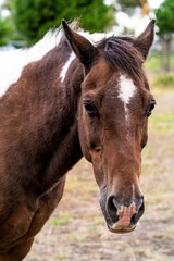 Obraz premium close up portrait of a horse