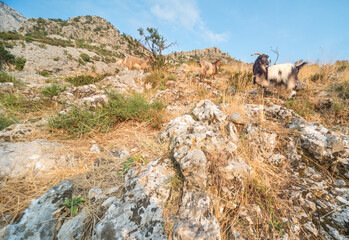 Mountain goats on a rocky hillside on a sunny afternoon,Kotor,Montenegro.