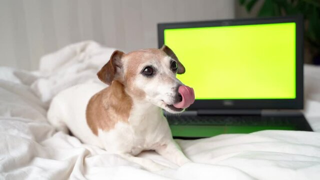 dog yawing and licking lying on white bed with laptop computer behind with green chroma key screen you can replace with your video. Watching movies day off weekend relaxing at home. Footage pet theme 