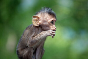 可愛いサル