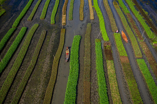 Aerial view of traditional floating garden and farmers cultivate up to 300 types of vegetable, navigating the channels between them by boat in Pirojpur, Barisal, Bangladesh.