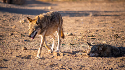 Fototapeta na wymiar A forward looking gray wolf, A gray wolf walk on soil