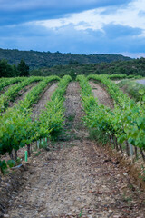 Fototapeta na wymiar Vineyards Plantation in Spain