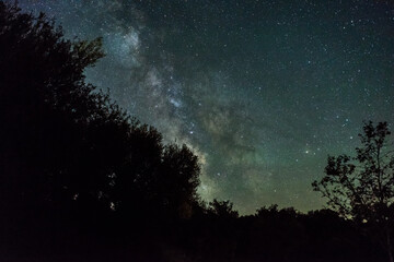 Milky Way Above Forest