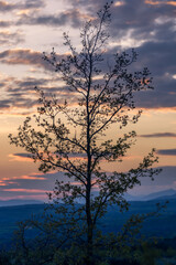 Tree with Sunset in Background