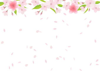 Illustration material of cherry blossoms (vector, white background, cut out)