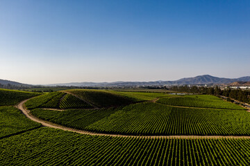 Aerial view of wineyards at Casablanca, Chile