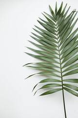 Palm leaves on white background. Summertime