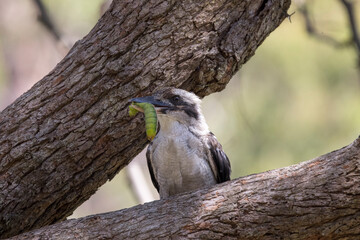 Laughing Kookaburra feeding on a large Emperor Moth Caterpillar