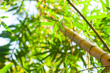 Fototapeta premium green bamboo leaves on a branch