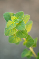 Fresh oregano in the garden.herb in nature.Herbs are used as food.