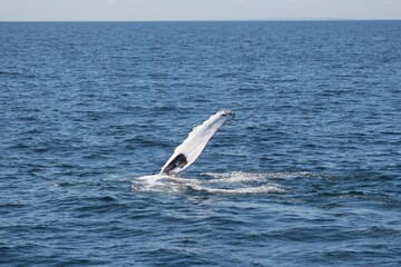 Cape Cod