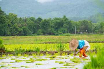 Farmers are planting rice in the farm.Farmers bend to grow rice.