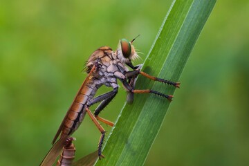 asilidae eating bug