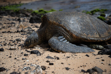 turtle on the sand