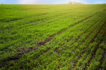 Young wheat seedlings growing on field in black soil. Spring green wheat grows in soil. Close up on sprouting rye on agriculture field in sunny day. Sprouts of rye. Agriculture.