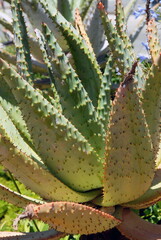 Obraz premium Plantes et arbres dans le Parc National Kruger, Afrique du Sud