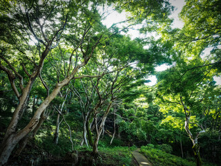 【京都】初夏 八瀬 もみじの小径 青もみじ