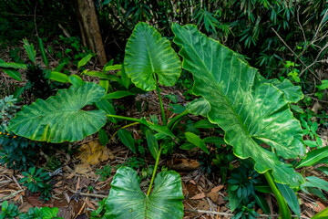 Selectively focus on Alocasia macrorrhizos plants in the wild