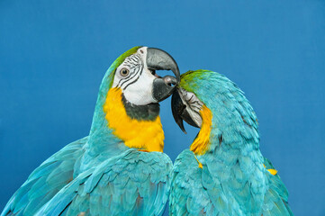 Two blue-yellow macaw preening. Ara ararauna. Two long-tailed macaw parrots with colorful feathers on a blue background. Macaw bird close-up. Blue-yellow portrait of macaw parrots. Exotic birds.