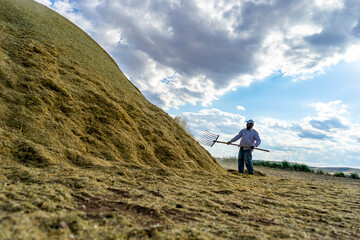 A farmer hold a pitchfork hand. Straw making work