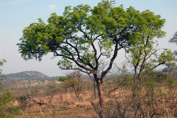 Plantes et arbres dans le Parc National Kruger, Afrique du Sud