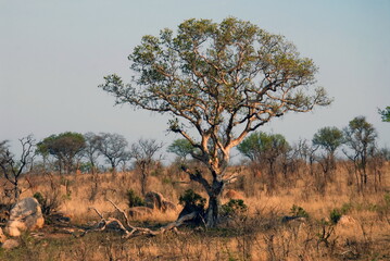 Plantes et arbres dans le Parc National Kruger, Afrique du Sud