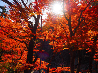 【福島】夏井川渓谷の真っ赤な紅葉