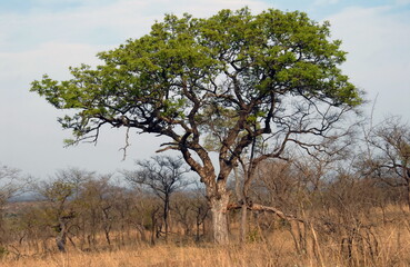 Les arbres et arbustes du Parc National Kruger, Afrique du Sud