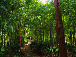 【神奈川】鎌倉 浄智寺の竹林