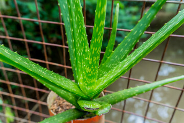Fototapeta premium Selectively focus on the Aloevera plant