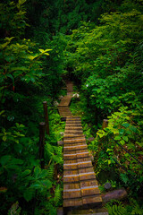 Obraz premium 【富山】魚津市 細蔵山の大杉 洞杉群