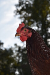 Close up of a Hen