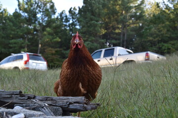Hen on the farm