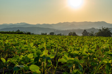 Soybean planting plots on the hill during sunset with mountains layers are background at Mae Sariang district Mae Hong Son province Thailand.