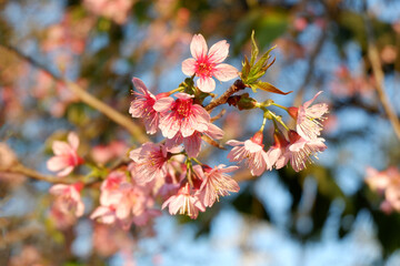 Beautiful wild himalayan cherry flowers on the tree with blue sky ( Prunus cerasoides ),
