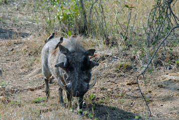 Afrique du Sud, les animaux du Parc National Kruger