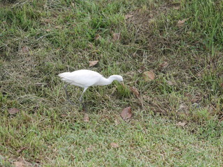 A heron in a park in Medan, North Sumatera, Indonesia