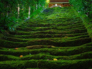 【神奈川】鎌倉 杉本寺 苔の石段