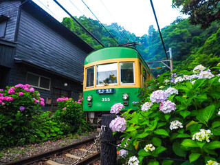 【神奈川】鎌倉 御霊神社 踏切の紫陽花と江ノ電